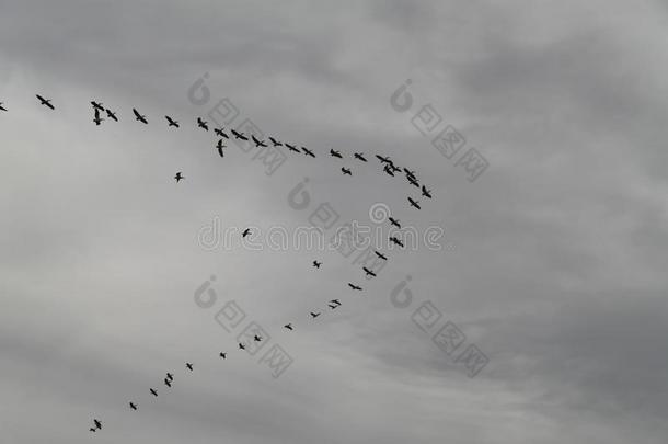 兽群关于迁移鸟采用多云的W采用ter天