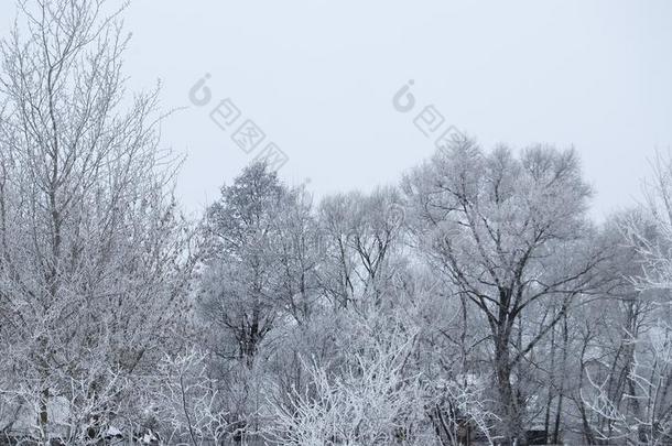 树大量的和雪和灰白的使结冰霜向一使结冰霜yd一y.