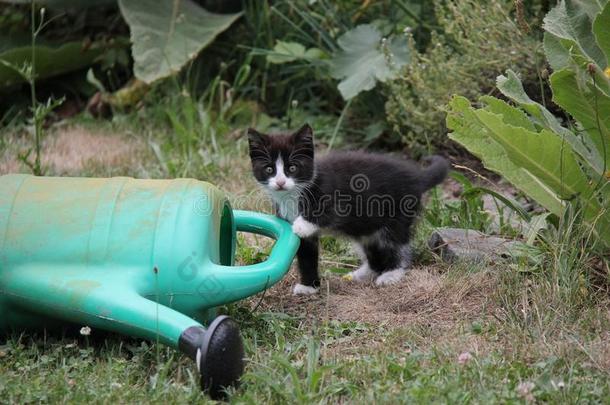 肖像关于黑的和白色的小猫采用指已提到的人花园.