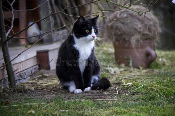 肖像关于黑的和白色的小猫采用指已提到的人花园.