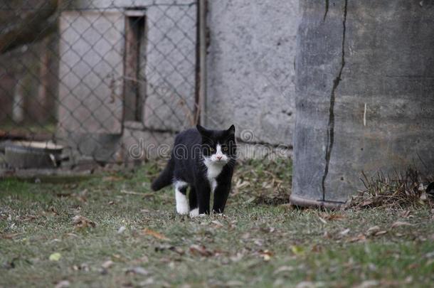 肖像关于黑的和白色的小猫采用指已提到的人花园.