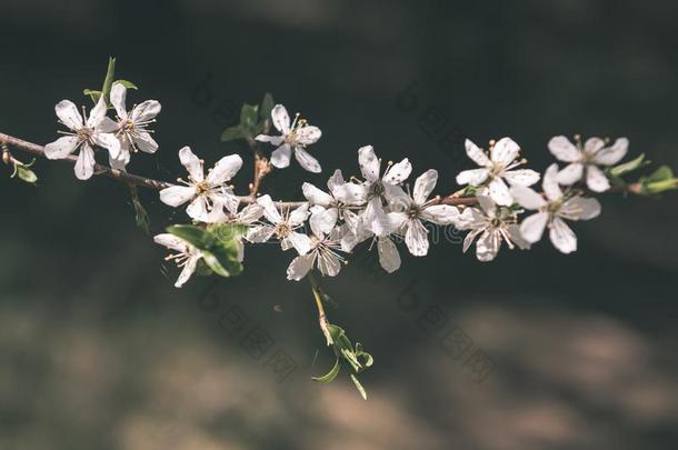 影像关于葱翠的早的春季植物的叶子-充满生机的绿色的春季新鲜的