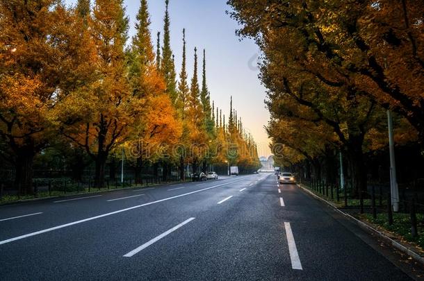 美丽的路和树向side路