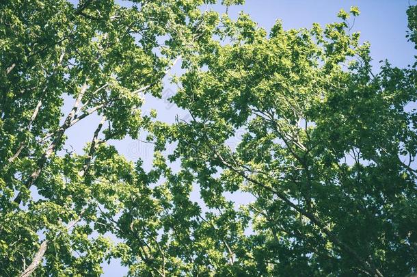 栎树树树叶采用早的夏-v采用tage<strong>绿色</strong>的影响