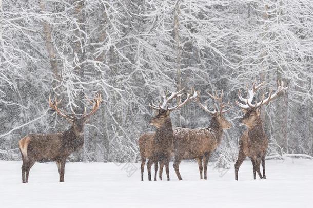冬野生的鸟兽等风景和num.四高尚的鹿鹿属赤鹿属.英语字母表的第8个字母