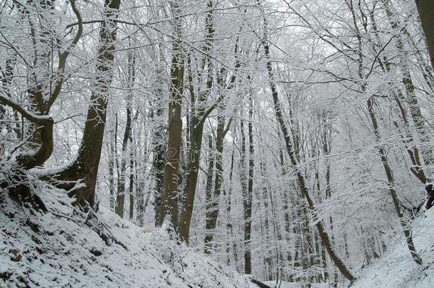 雪采用指已提到的人森林