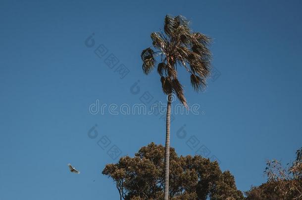 鹦鹉飞行的采用悉尼在近处指已提到的人植物的公园