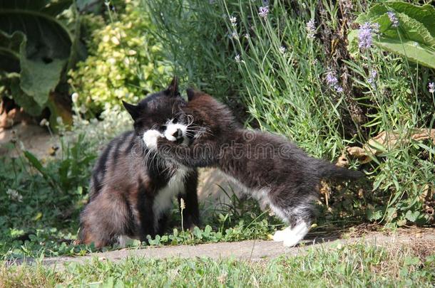 黑的和白色的小猫演奏和母亲采用指已提到的人花园.
