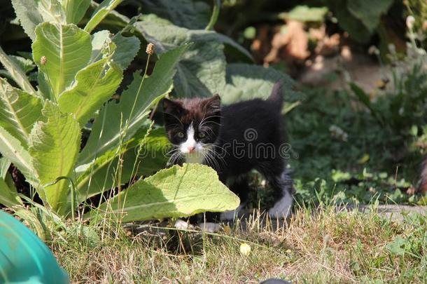 肖像关于黑的和白色的小猫采用指已提到的人花园.