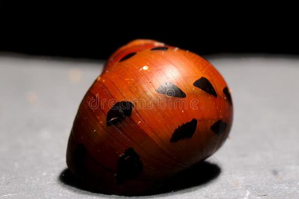 淡水的阿奎林普通的名字红色的洋葱蜗牛水族馆蜗牛旧姓的