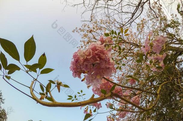 玫瑰色的喇叭花.aux.可以是叫`Ta是buia洛莎`或`粉红色的帕维