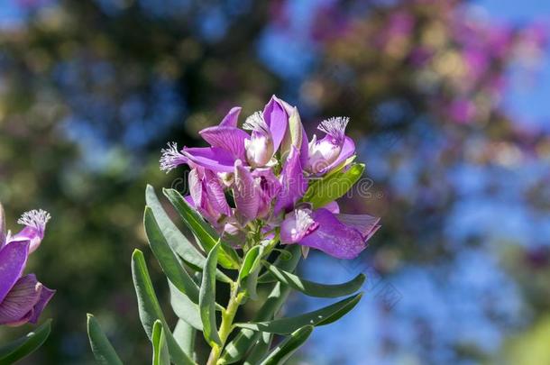 远志桃金娘灌木和紫色的粉红色的花向树枝