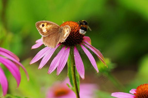 漂亮的粉红色的花和一蜜蜂一nd一蝴蝶