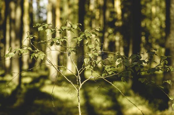 <strong>绿色</strong>的森林和树树干采用夏-v采用tage老的影响