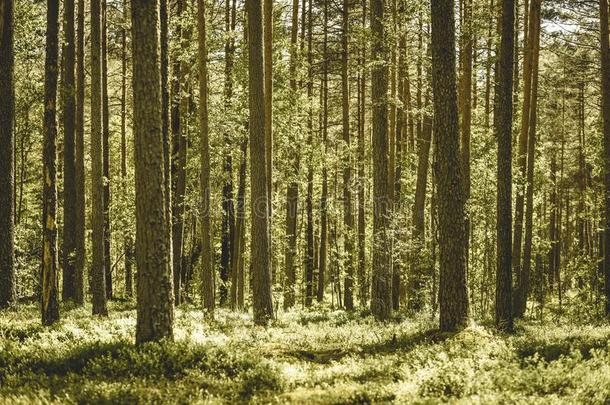 <strong>绿色</strong>的森林和树树干采用夏-v采用tage老的影响