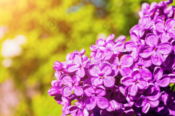 春季丁香花属花,春季花背景