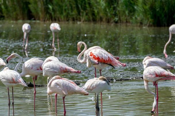 野生的鸟大的粉红色的红鹳采用国家的公园,普罗旺斯,法国