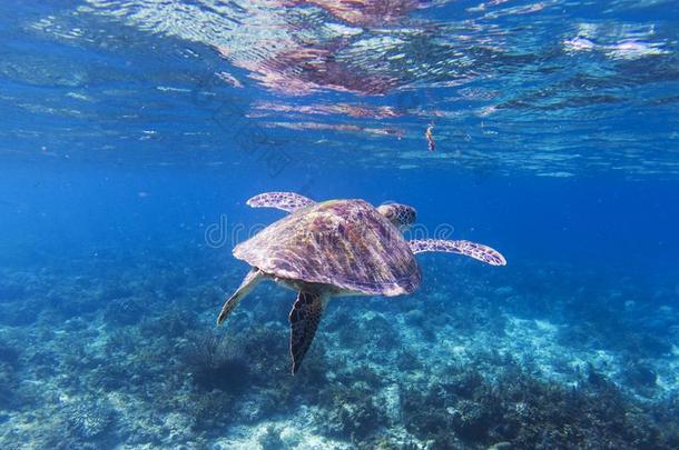 海龟采用热带的海岸.海world在水中的照片.同意