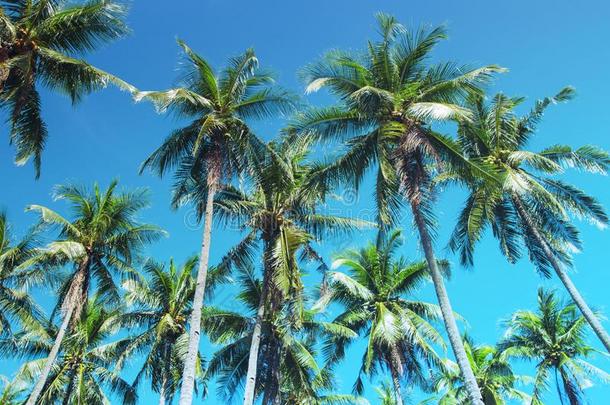 椰子树手掌树热带的风景.手掌以天空为主题的画绿松石某种语气的