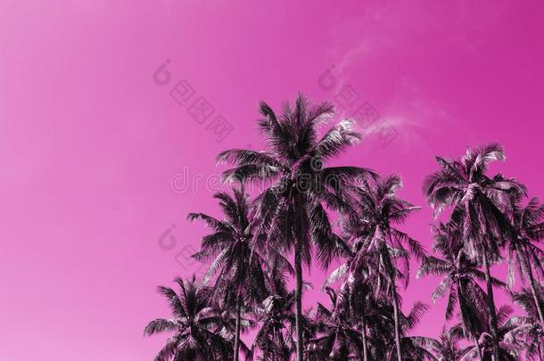 椰子树手掌树热带的风景.手掌以天空为主题的画粉红色的某种语气的辐透