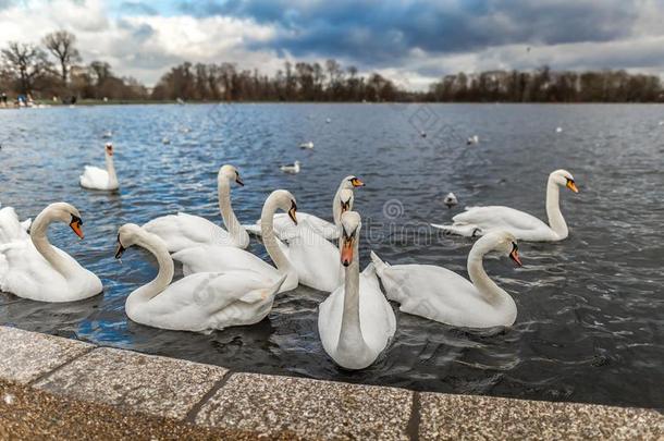 天鹅在圆形的池塘采用<strong>海德公园</strong>,伦敦