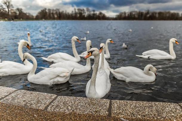 天鹅在圆形的池塘采用<strong>海德公园</strong>,伦敦