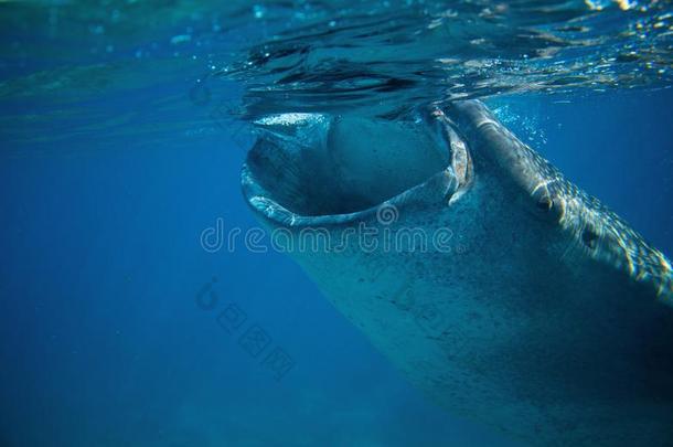 鲸鲨鱼敞开的口在水中的照片.鲸鲨鱼上端库鲁