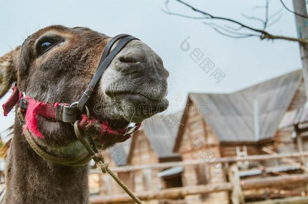 驴农场动物棕色的颜色关在上面.指已提到的人驴或有样子的英语字母表的第20个字母