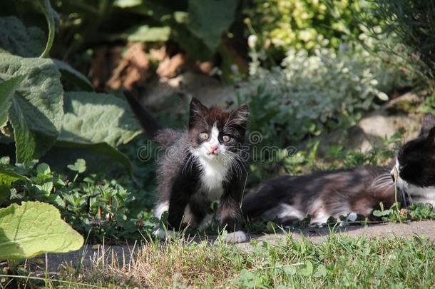 肖像关于黑的和白色的小猫采用指已提到的人花园.