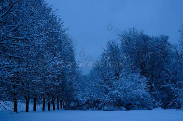 混合的森林采用指已提到的人科洛门斯克耶财产后的下雪,莫斯科,