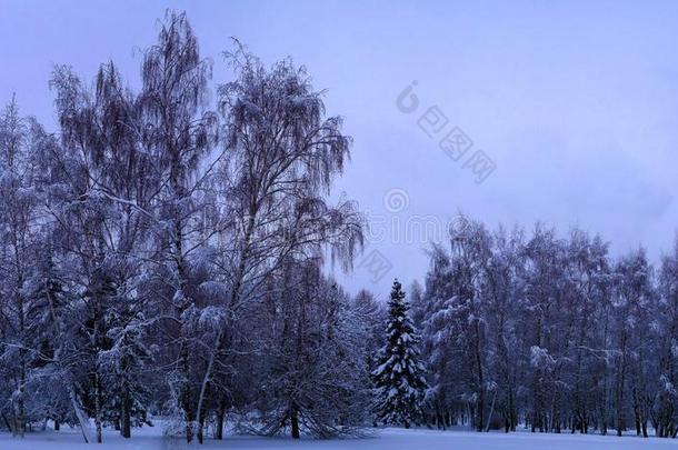 混合的森林采用指已提到的人科洛门斯克耶财产后的下雪,莫斯科,