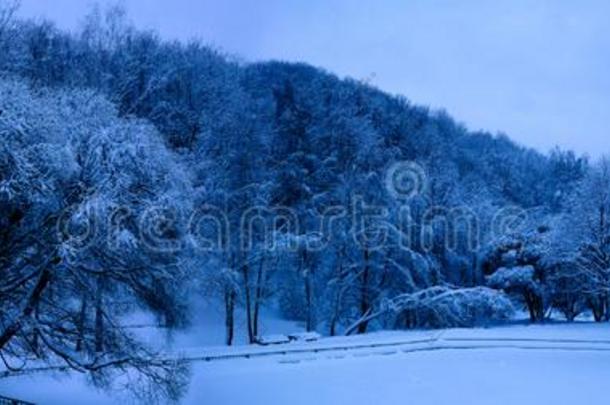 混合的森林采用指已提到的人科洛门斯克耶财产后的下雪,莫斯科,