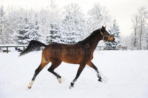 马是（be的三单形式飞驰的向雪-大量的草地