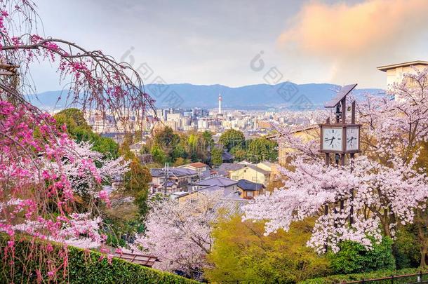 京都城市地平线和樱花
