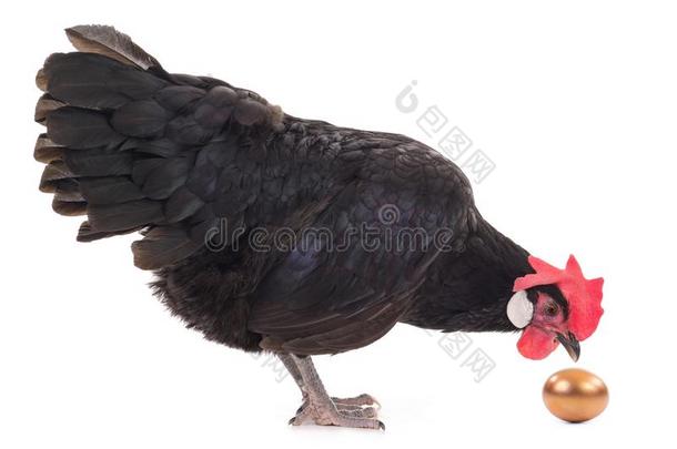 金鸡蛋和黑的母鸡