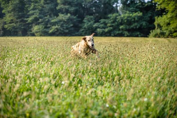 肖像关于金色的寻猎物犬采用自然户外的