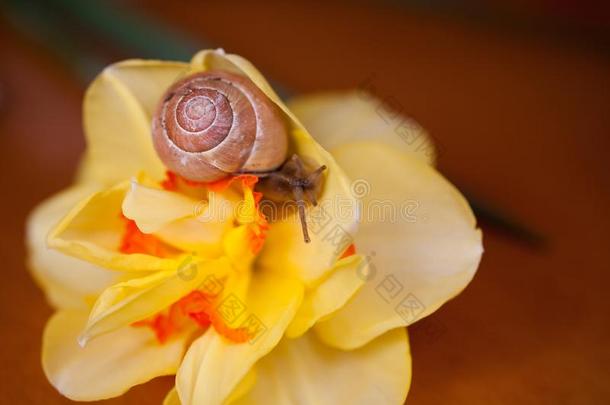 一小的蜗牛漫游的大约黄色的黄水仙