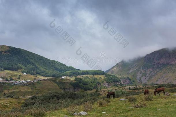 山风景和放牧马