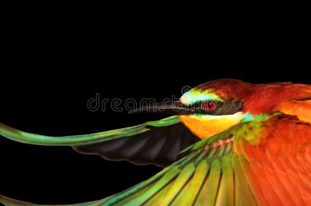 富有色彩的鸟断开的飞行章隔离的向黑的背景