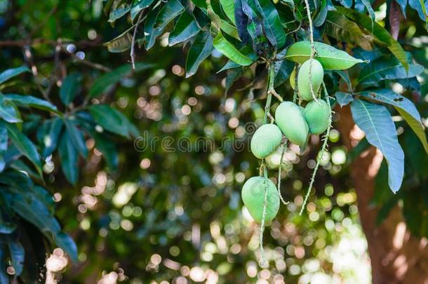 特写镜头关于绿色的芒果绞死,芒果田,芒果农场.