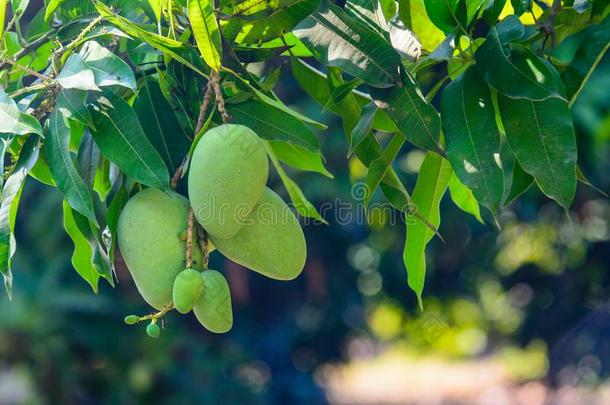 特写镜头关于绿色的芒果绞死,芒果田,芒果农场.