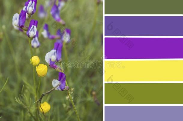 调色板关于春季花.颜色使相配调色板