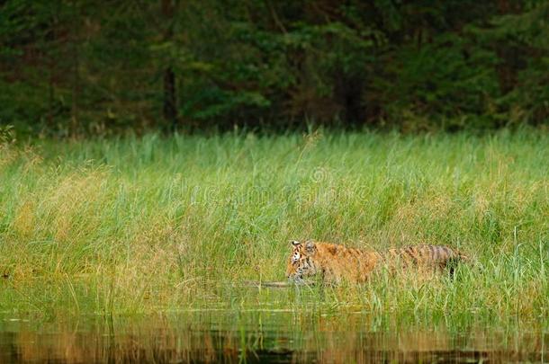 阿穆尔河老虎步行采用河水草.危险动物,针叶树林地带,英语字母表的第18个字母