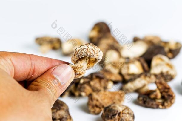 干的干燥的香菇蘑菇采用指已提到的人手.组成部分采用食物和梅第奇梅第奇维型VenusofMedici梅第奇的维纳斯像