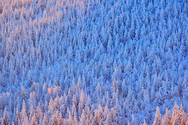 蓝色冬风景,桦树树森林和雪,冰和结晶