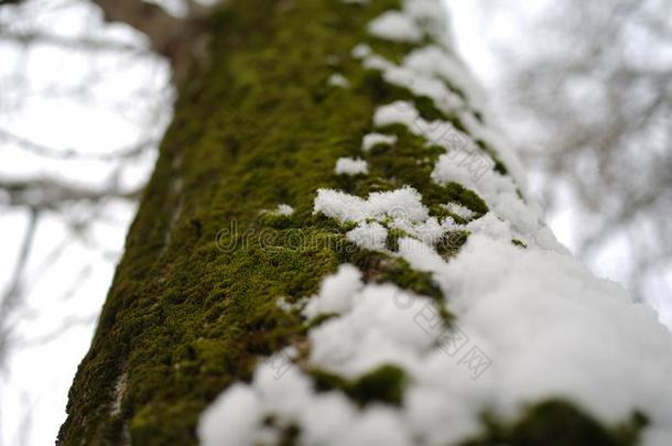 黑暗的绿色的苔藓和结晶白色的雪掩蔽物指已提到的人树