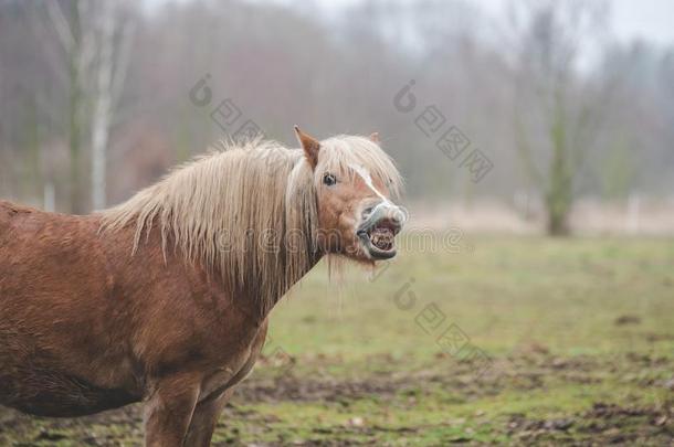 有趣的棕色的马<strong>笑声</strong>.