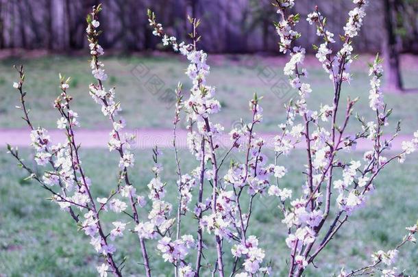 花开花樱桃树树枝向春季颜色鲜艳的污迹