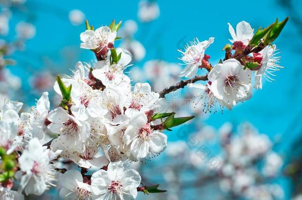 年幼的春季樱桃树花花关-在上面向颜色鲜艳的英语字母表的第2个字母