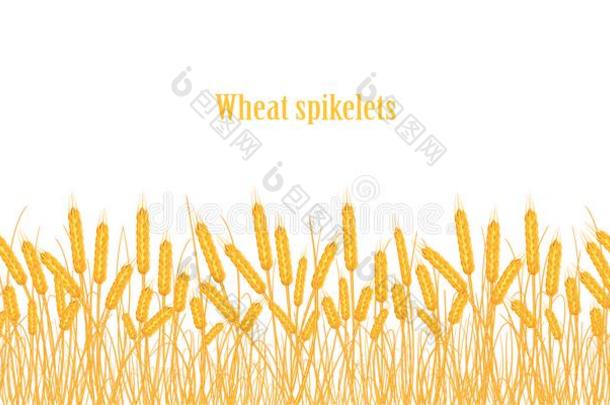一放置关于小穗关于金色的小麦,吉卜赛绅士,大麦向一白色的b一ckg